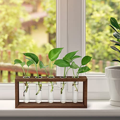 Propagation Tubes with Wooden Stand Wall Hanging Plant